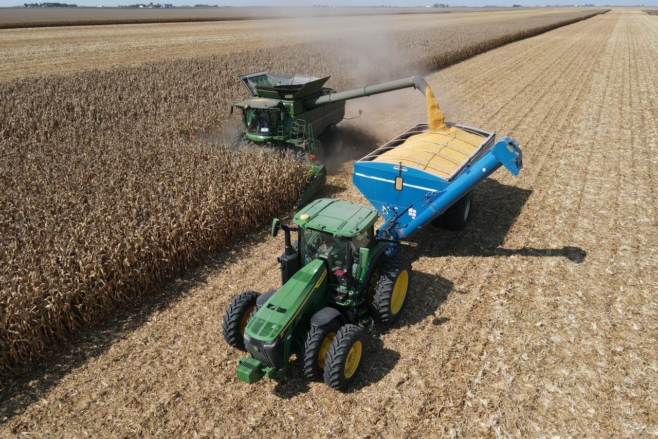 Harvesting corn 