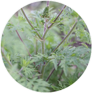 ragweed