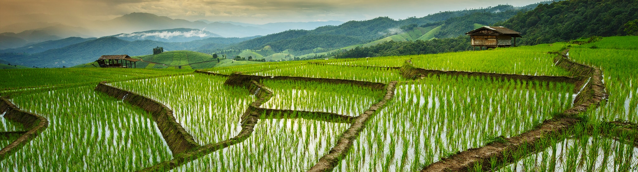 Flooded rice field