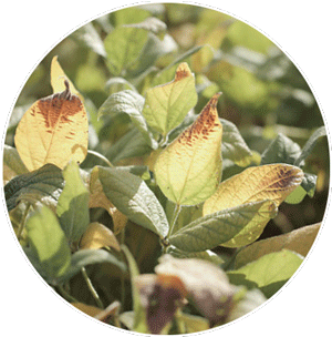 soybean-rust