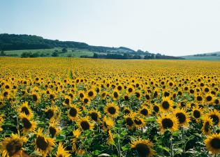 sunflowers.jpg