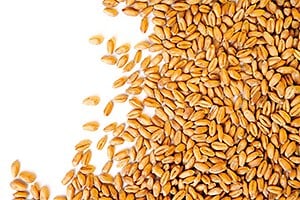 trigo-300x200.jpg 