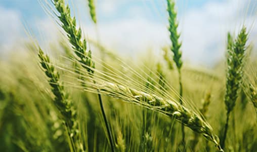 crop protection