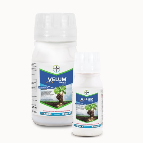 velum_id