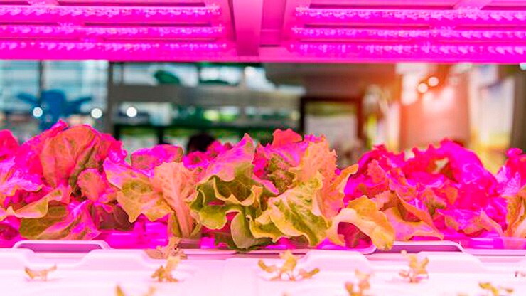 vertical_farming_galerie_01.jpg 