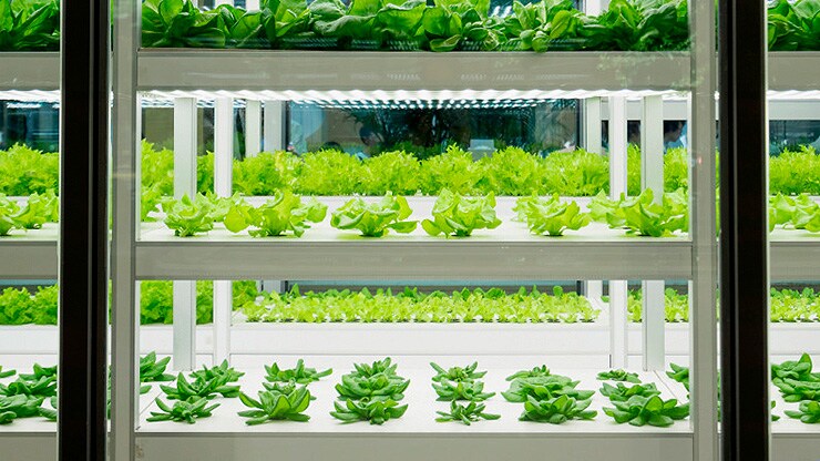 vertical_farming_galerie_02.jpg