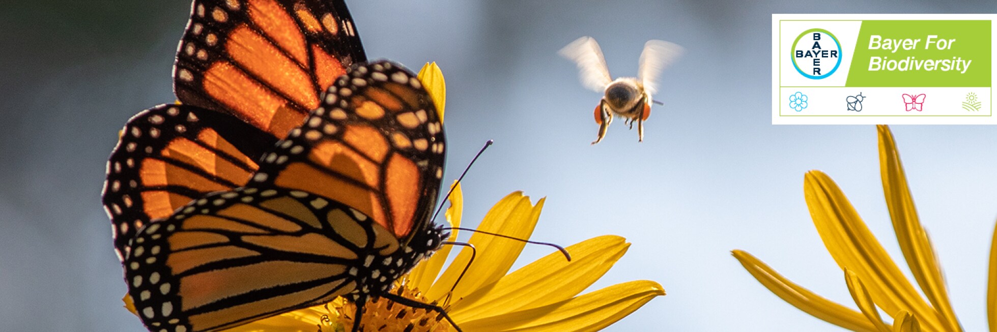 Bayer for Biodiversity
